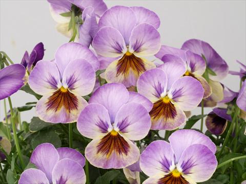 Photo de variété de fleurs à utiliser comme: Pot et Plante à massif Viola cornuta Caramel Pastel Lilac