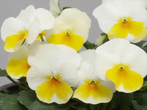 Photo de variété de fleurs à utiliser comme: Pot et Plante à massif Viola cornuta Caramel White Golden