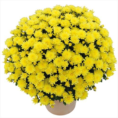 Photo de variété de fleurs à utiliser comme: Pot et Plante à massif Chrysanthemum Clero® Citron