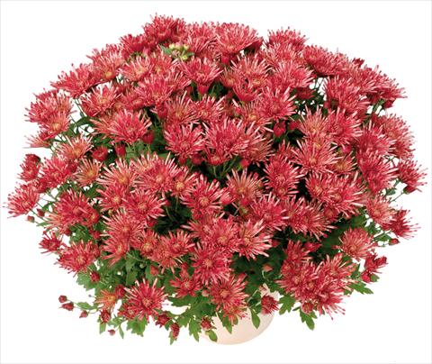 Photo de variété de fleurs à utiliser comme: Pot et Plante à massif Chrysanthemum Corto® Rouge
