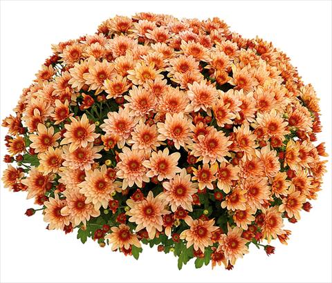 Photo de variété de fleurs à utiliser comme: Pot et Plante à massif Chrysanthemum Pasoa® Grenadine