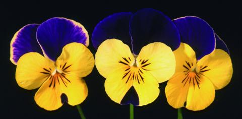 Photo de variété de fleurs à utiliser comme: Pot et Plante à massif Viola cornuta Lolita Happy Wings Purple Lemon