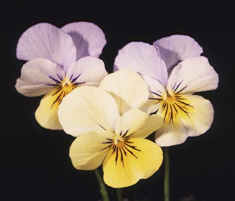 Photo de variété de fleurs à utiliser comme: Pot et Plante à massif Viola cornuta Lolita Lemon 2 Blue