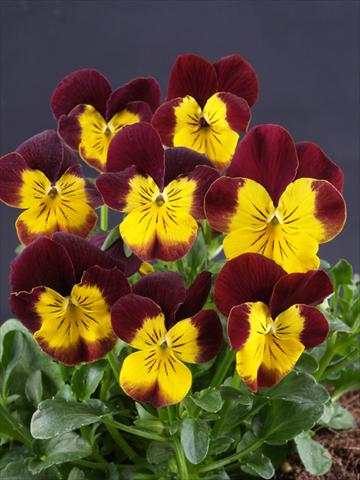 Photo de variété de fleurs à utiliser comme: Pot et Plante à massif Viola cornuta Lolita Moonlight Yellow