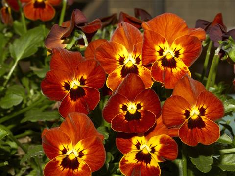 Photo de variété de fleurs à utiliser comme: Pot et Plante à massif Viola cornuta Lolita Scarlet Terracotta