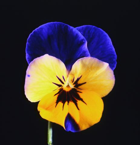 Photo de variété de fleurs à utiliser comme: Pot et Plante à massif Viola cornuta Lolita Sunset Blue Blotch