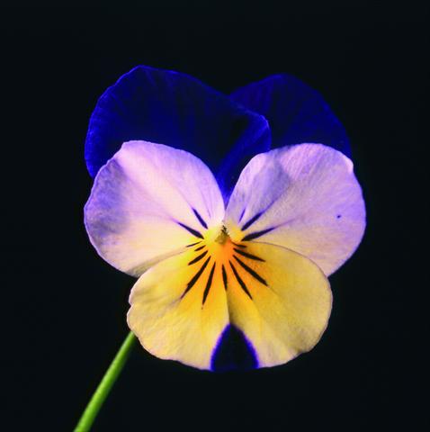 Photo de variété de fleurs à utiliser comme: Pot et Plante à massif Viola cornuta Lolita Sunset Blue