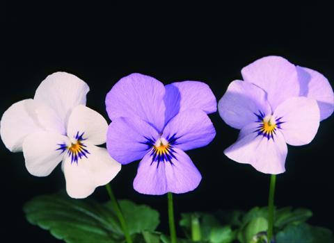 Photo de variété de fleurs à utiliser comme: Pot et Plante à massif Viola cornuta Lolita White 2 Blue