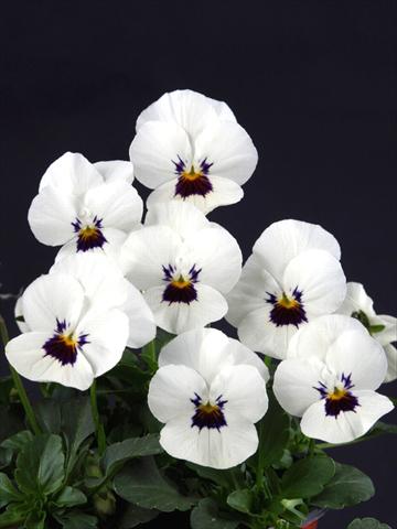 Photo de variété de fleurs à utiliser comme: Pot et Plante à massif Viola cornuta Lolita White Blotch