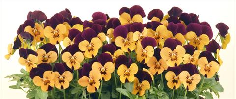Photo de variété de fleurs à utiliser comme: Pot et Plante à massif Viola cornuta Valentina Apricot with Purple Top