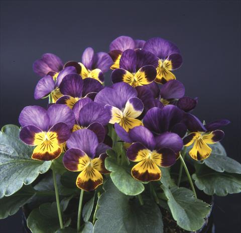 Photo de variété de fleurs à utiliser comme: Pot et Plante à massif Viola cornuta Valentina Crimson with Yellow Face