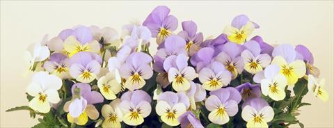 Photo de variété de fleurs à utiliser comme: Pot et Plante à massif Viola cornuta Valentina Lemon 2 Blue