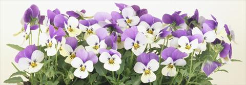 Photo de variété de fleurs à utiliser comme: Pot et Plante à massif Viola cornuta Valentina Lemon with Purple Top