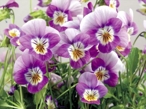 Photo de variété de fleurs à utiliser comme: Pot et Plante à massif Viola cornuta Valentina Lilac with White Face