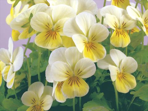 Photo de variété de fleurs à utiliser comme: Pot et Plante à massif Viola cornuta Valentina Limonette