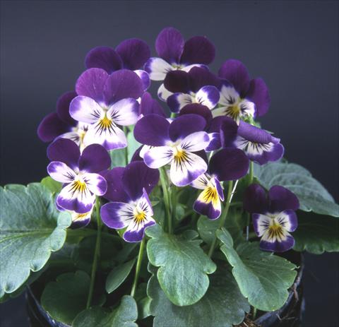 Photo de variété de fleurs à utiliser comme: Pot et Plante à massif Viola cornuta Valentina Purple with White Face