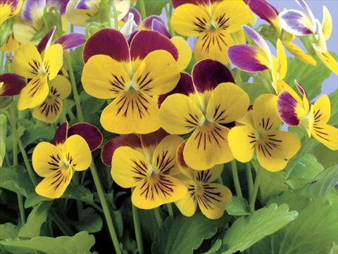 Photo de variété de fleurs à utiliser comme: Pot et Plante à massif Viola cornuta Valentina Yellow with Purple Top
