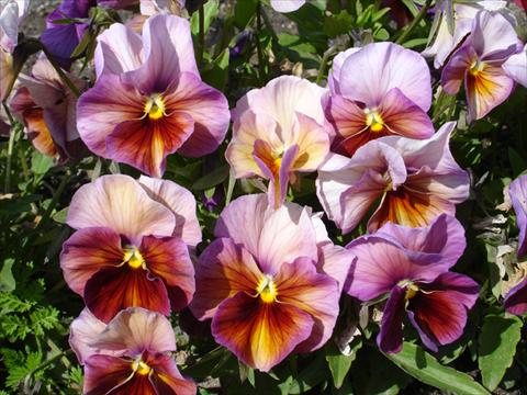 Photo de variété de fleurs à utiliser comme: Pot et Plante à massif Viola wittrockiana Acquarelle Flambè Lilac Tobago