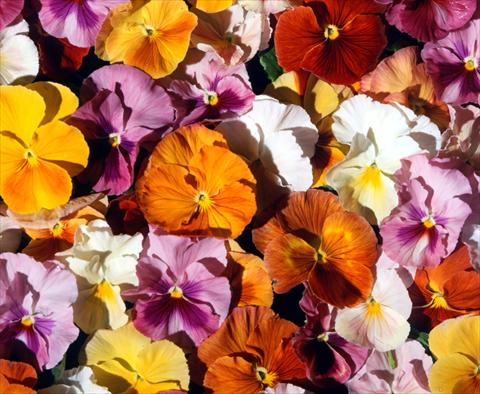 Photo de variété de fleurs à utiliser comme: Pot et Plante à massif Viola wittrockiana Acquarelle Flambè Mixed