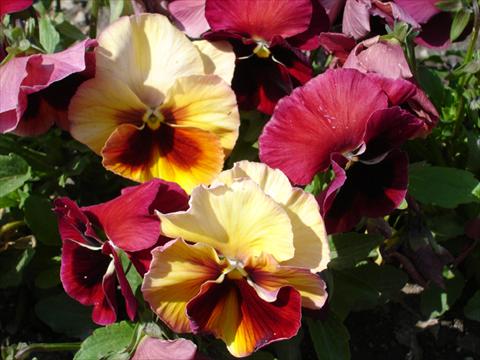 Photo de variété de fleurs à utiliser comme: Pot et Plante à massif Viola wittrockiana Acquarelle Flambè Red Shades