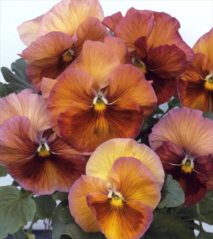 Photo de variété de fleurs à utiliser comme: Pot et Plante à massif Viola wittrockiana Acquarelle Flambè Toscana