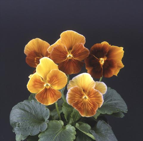 Photo de variété de fleurs à utiliser comme: Pot et Plante à massif Viola wittrockiana Desiderio Camino