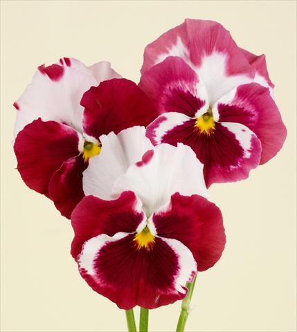 Photo de variété de fleurs à utiliser comme: Pot et Plante à massif Viola wittrockiana Desiderio Cherry Rose Tricolour