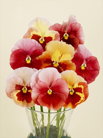 Photo de variété de fleurs à utiliser comme: Pot et Plante à massif Viola wittrockiana Desiderio Gelato Red Tricolour