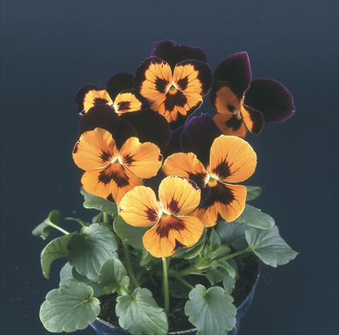 Photo de variété de fleurs à utiliser comme: Pot et Plante à massif Viola wittrockiana Desiderio Harlequin Purple