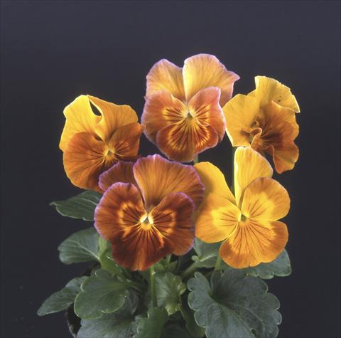 Photo de variété de fleurs à utiliser comme: Pot et Plante à massif Viola wittrockiana Desiderio Havana