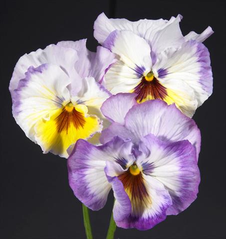 Photo de variété de fleurs à utiliser comme: Pot et Plante à massif Viola wittrockiana Desiderio Lilac Lemon Shades