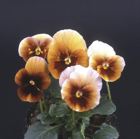 Photo de variété de fleurs à utiliser comme: Pot et Plante à massif Viola wittrockiana Desiderio Maroon Blue
