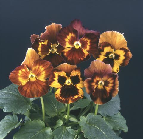 Photo de variété de fleurs à utiliser comme: Pot et Plante à massif Viola wittrockiana Desiderio Maroon See Me