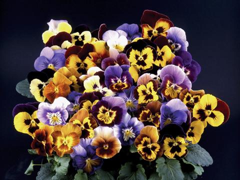 Photo de variété de fleurs à utiliser comme: Pot et Plante à massif Viola wittrockiana Desiderio Mixed