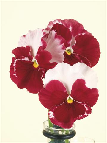 Photo de variété de fleurs à utiliser comme: Pot et Plante à massif Viola wittrockiana Desiderio Orchid Rose Tricolour