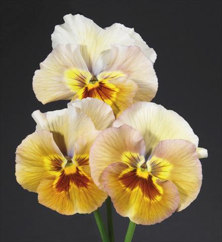 Photo de variété de fleurs à utiliser comme: Pot et Plante à massif Viola wittrockiana Desiderio Pastel Bronze