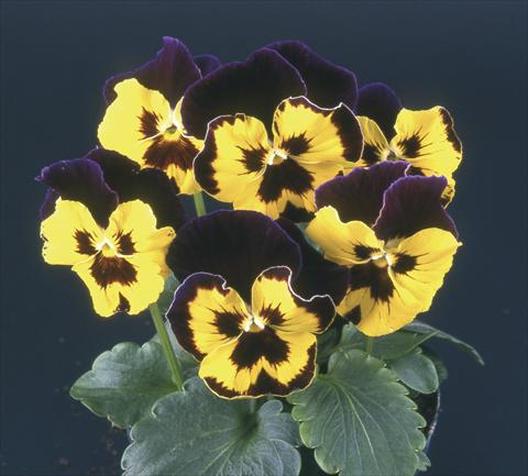 Photo de variété de fleurs à utiliser comme: Pot et Plante à massif Viola wittrockiana Desiderio Purple with Golden Face & Blotch