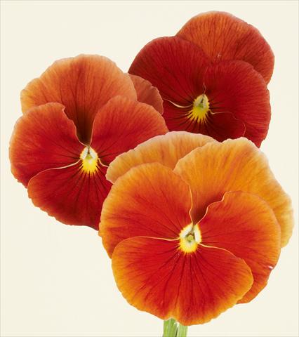Photo de variété de fleurs à utiliser comme: Pot et Plante à massif Viola wittrockiana Desiderio Terracotta
