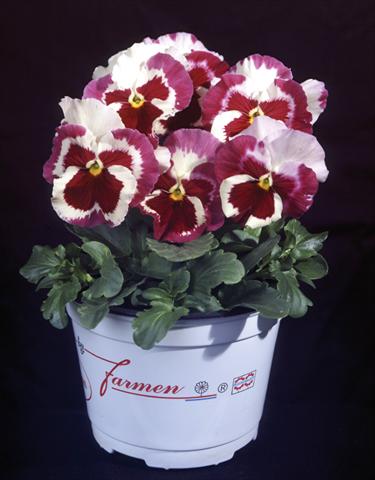 Photo de variété de fleurs à utiliser comme: Pot et Plante à massif Viola wittrockiana Desiderio Tricolour Orchid