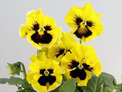 Photo de variété de fleurs à utiliser comme: Pot et Plante à massif Viola wittrockiana Flamenco Golden