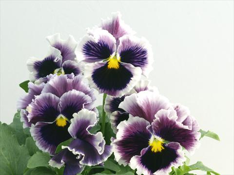 Photo de variété de fleurs à utiliser comme: Pot et Plante à massif Viola wittrockiana Flamenco Lilac Blue Picotee