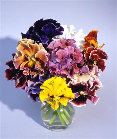 Photo de variété de fleurs à utiliser comme: Pot et Plante à massif Viola wittrockiana Flamenco Mix