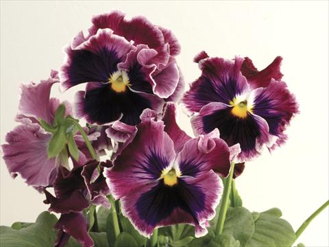 Photo de variété de fleurs à utiliser comme: Pot et Plante à massif Viola wittrockiana Flamenco Rose with White Top