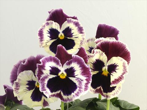 Photo de variété de fleurs à utiliser comme: Pot et Plante à massif Viola wittrockiana Flamenco See Me