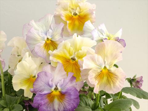 Photo de variété de fleurs à utiliser comme: Pot et Plante à massif Viola wittrockiana Flamenco Soft Light Azure Limonette