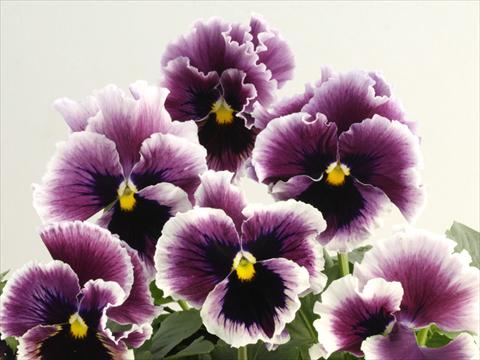 Photo de variété de fleurs à utiliser comme: Pot et Plante à massif Viola wittrockiana Flamenco Violet Ringled
