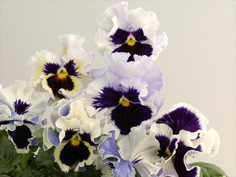 Photo de variété de fleurs à utiliser comme: Pot et Plante à massif Viola wittrockiana Flamenco White 2 Lilac