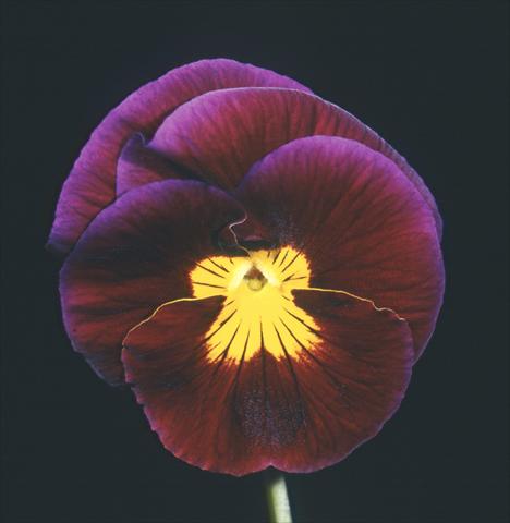 Photo de variété de fleurs à utiliser comme: Pot et Plante à massif Viola wittrockiana Mambo Balanzone