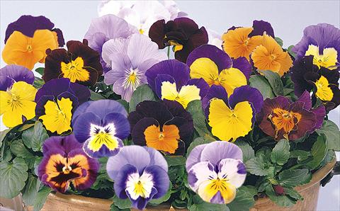 Photo de variété de fleurs à utiliser comme: Pot et Plante à massif Viola wittrockiana Mambo Mix