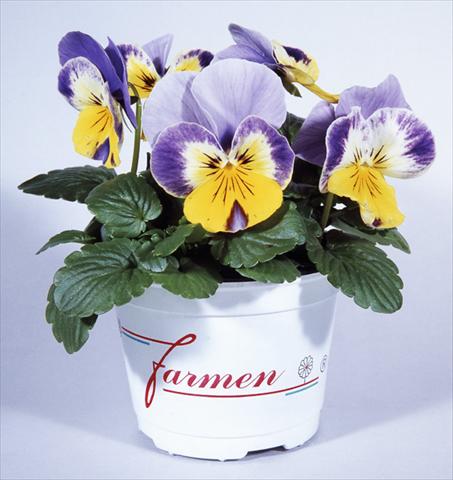 Photo de variété de fleurs à utiliser comme: Pot et Plante à massif Viola wittrockiana Mambo Pierrot